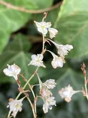 Fallopia baldschuanica