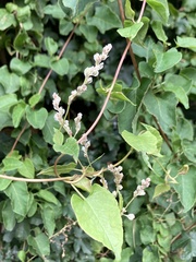 Fallopia baldschuanica