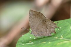 Surendra quercetorum