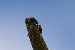 Paratranes zimmermani