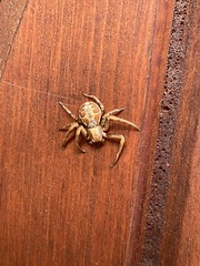 Xysticus