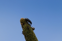 Paratranes zimmermani