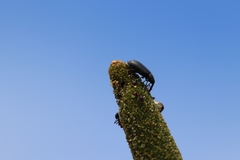 Paratranes zimmermani