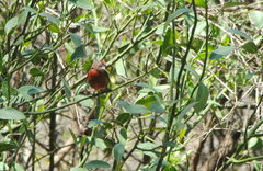 Coryphospingus cucullatus