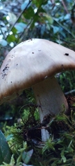 Amanita brunneolocularis