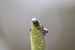 Paratranes zimmermani