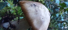 Amanita brunneolocularis
