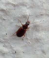 Trechus quadristriatus