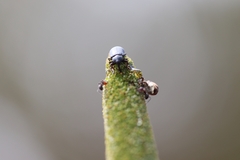 Paratranes zimmermani