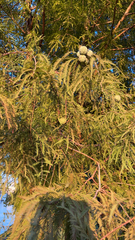 Taxodium mucronatum