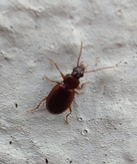 Trechus quadristriatus