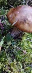 Amanita brunneolocularis