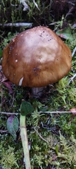 Amanita brunneolocularis