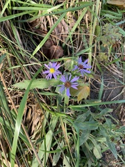 Symphyotrichum laeve