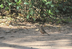 Coryphistera alaudina