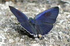 Hypolycaena erylus