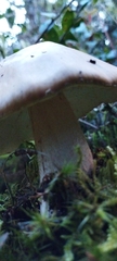 Amanita brunneolocularis