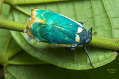 Chalia pulchra