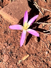 Colchicum