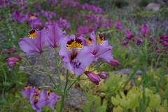 Alstroemeria magnifica magnifica