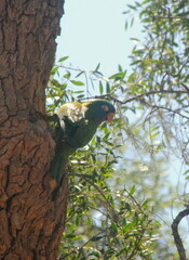 Thectocercus acuticaudatus