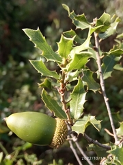 Quercus