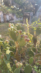 Opuntia stricta