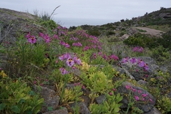 Alstroemeria magnifica magnifica
