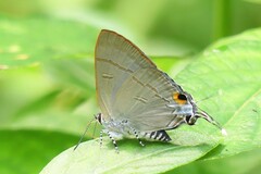 Hypolycaena erylus