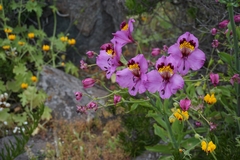 Alstroemeria magnifica magnifica