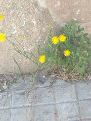 Sonchus tenerrimus