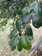 Elaeagnus oldhamii