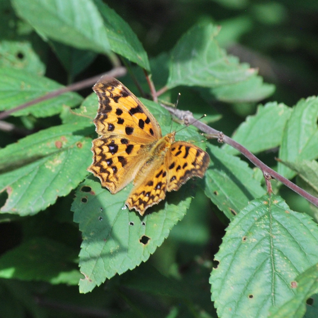 Asian Comma from Yanqing, Beijing, China on August 24, 2018 at 01:33 PM ...