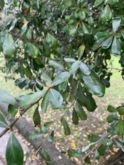 Elaeagnus oldhamii