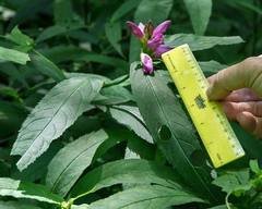 Chelone obliqua erwiniae