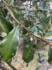 Elaeagnus oldhamii