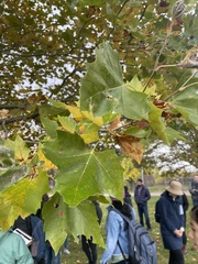 Platanus × hispanica