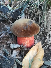 Neoboletus