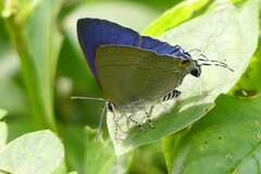 Hypolycaena erylus