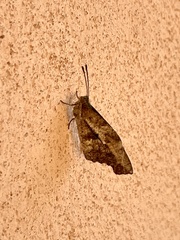 Libytheana carinenta mexicana