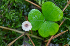 Mycena sanguinolenta