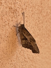 Libytheana carinenta mexicana