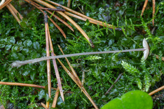 Mycena sanguinolenta