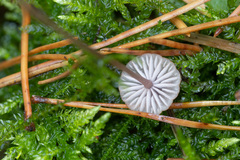 Mycena sanguinolenta