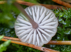 Mycena sanguinolenta