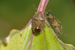 Peribalus strictus