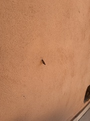 Libytheana carinenta mexicana