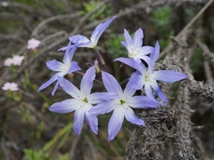 Leucocoryne ixioides