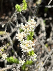 Helichrysum teretifolium