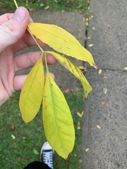 Fraxinus excelsior